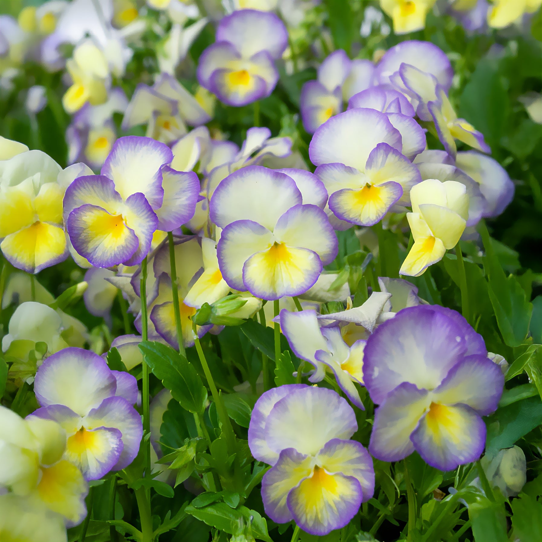 Hornveilchen 'Étain' (x3) - Viola cornuta Etain
