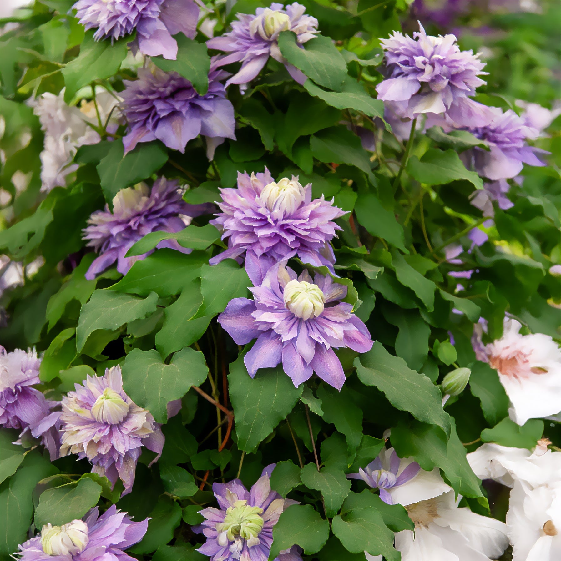 Waldrebe Diamantina - Clematis diamantina evipo 039
