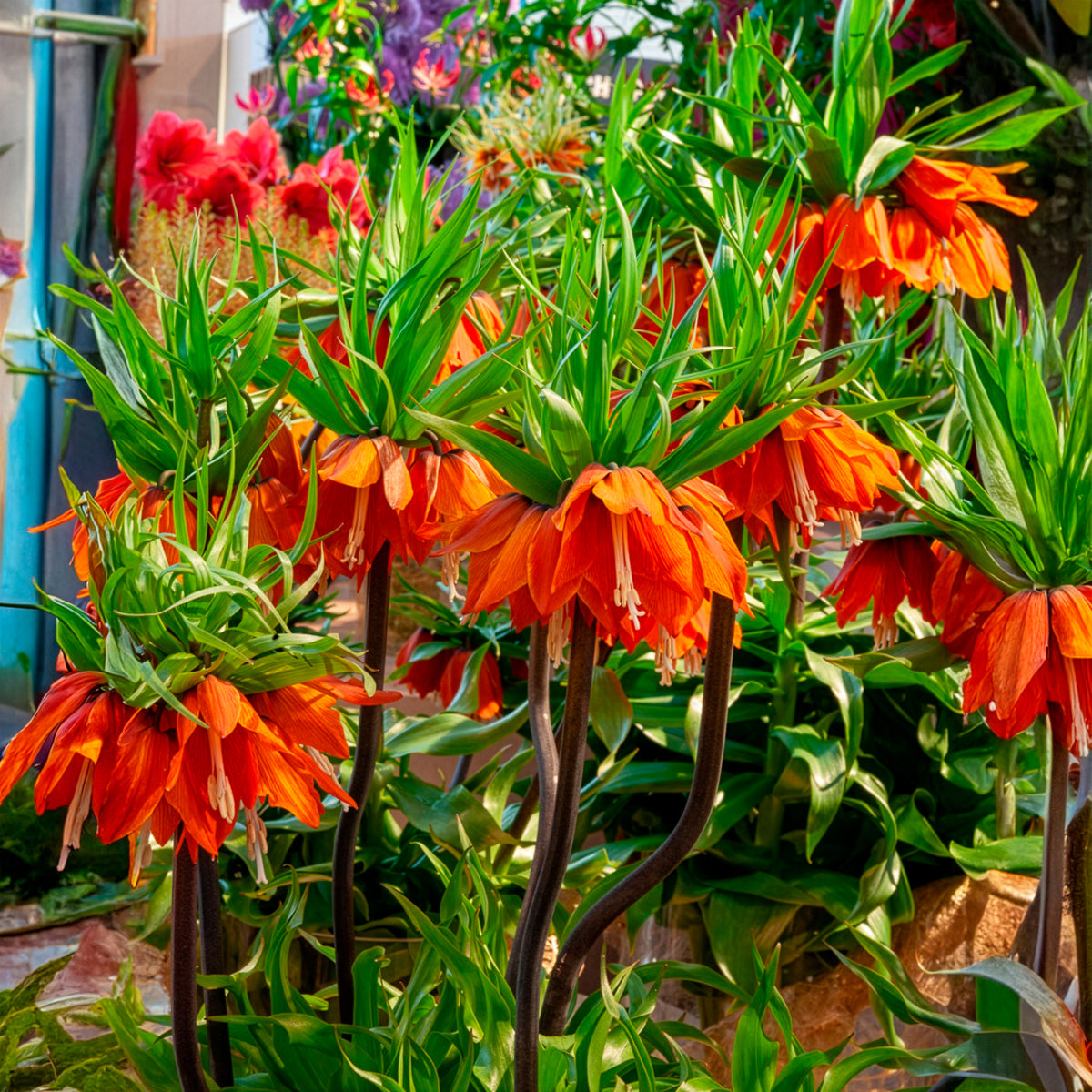Fritillaria imperialis - Kaiserkrone 'Orange Beauty' - Fritillaria-Zwiebeln