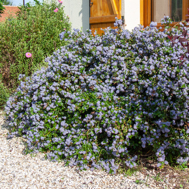 Kriechender Säckelblumenstrauch - Ceanothus thyrsiflorus repens