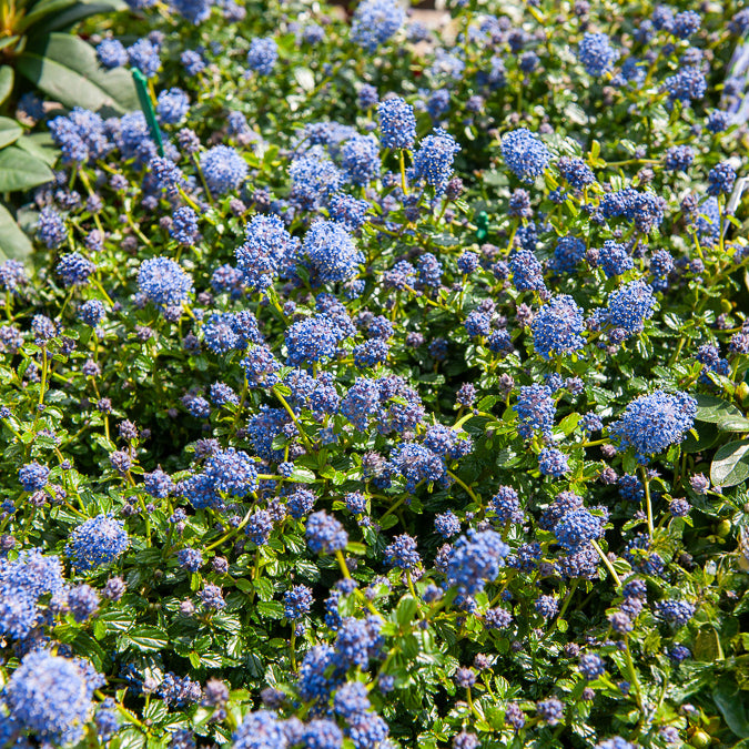 Kriechender Säckelblumenstrauch - Ceanothus thyrsiflorus repens
