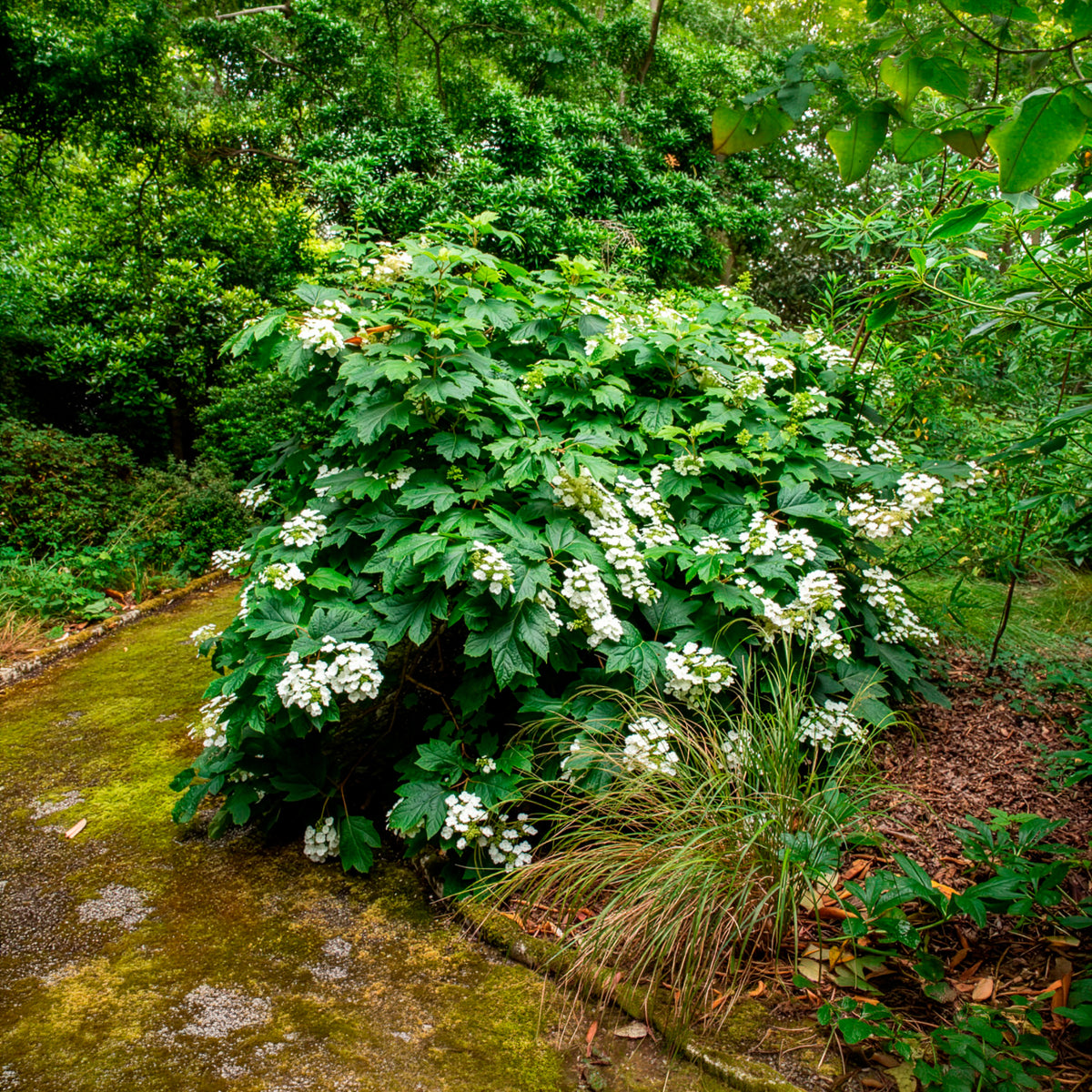Eichenblättrige Hortensie
