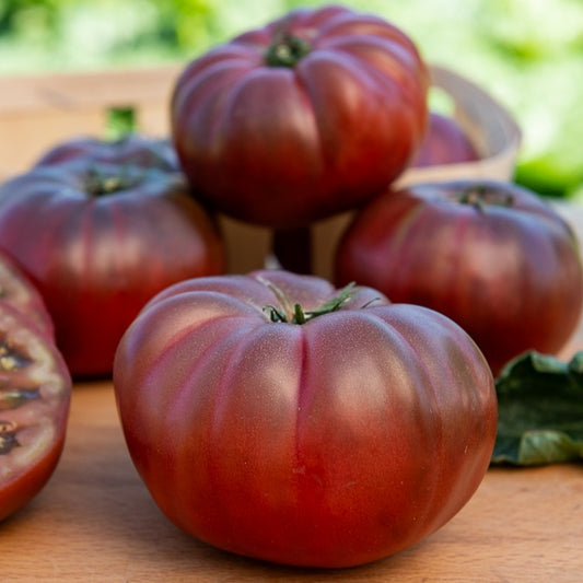 Schwarze Fleischtomate Noire de Crimee - Bakker
