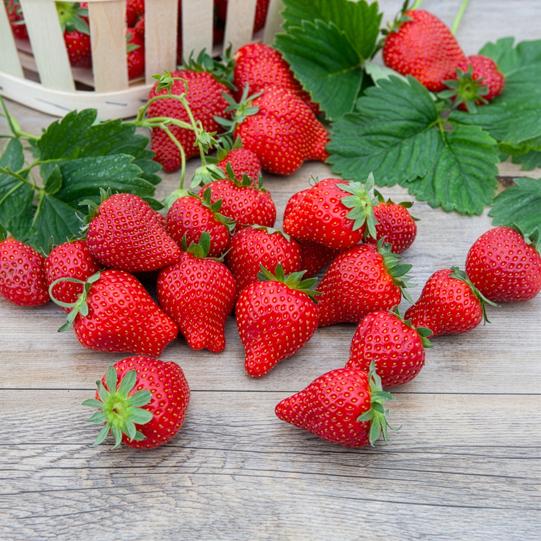 Erdbeere Magnum ® COV Marionnet 97 - Fragaria x ananassa magnum cov  marionnet 97