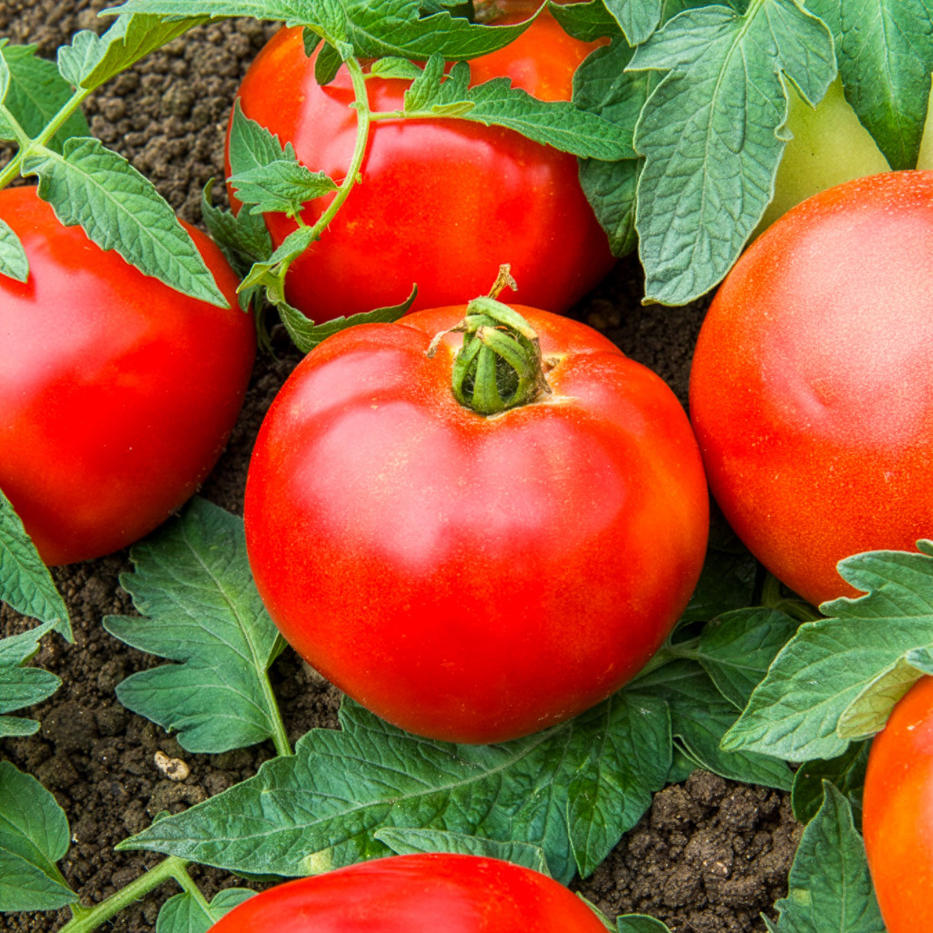Saatgut Tomate Pyros HF1 (Züchtung Clause) - Solanum lycopersicum pyros hf1  (obtention clause)