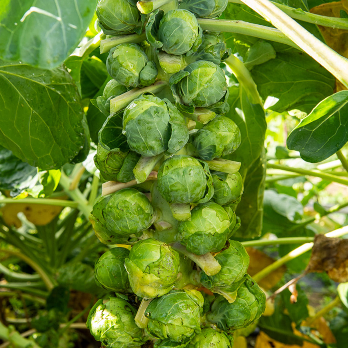 Rosenkohl Igor F1 - Bakker
