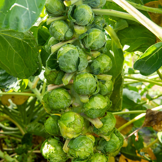 Rosenkohl Igor F1 - Bakker