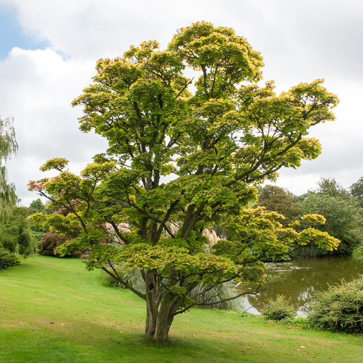 Gold-Ahorn 'Aureum' - Acer shirasawanum aureum