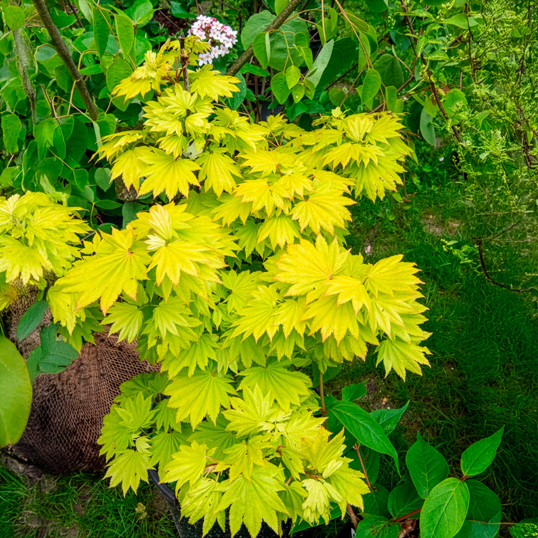 Gold-Ahorn 'Aureum' - Acer shirasawanum aureum
