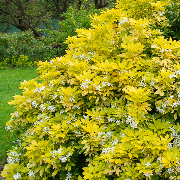Orangenblume 'Sundance' - Choisya ternata Sundance Lich