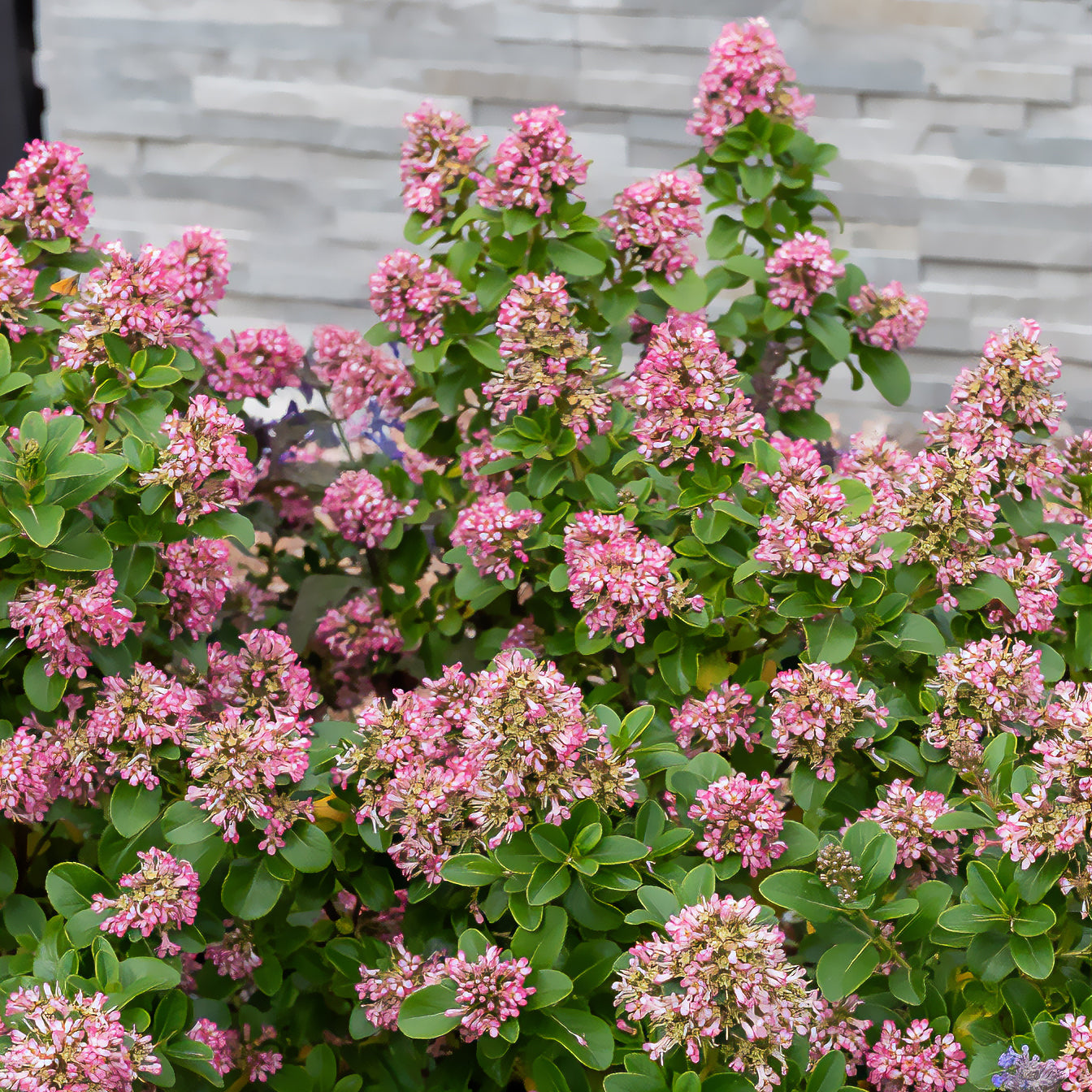 Andenstrauch Pink Elle - Escallonia laevis Pink Elle