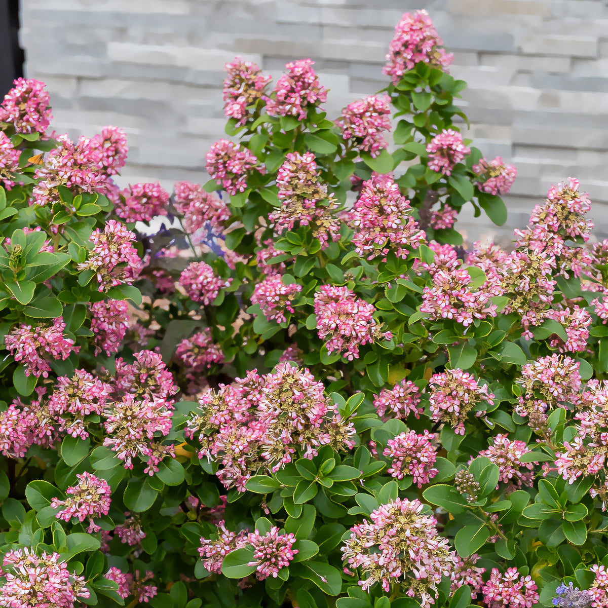 Andenstrauch Pink Elle - Escallonia laevis Pink Elle - Bakker