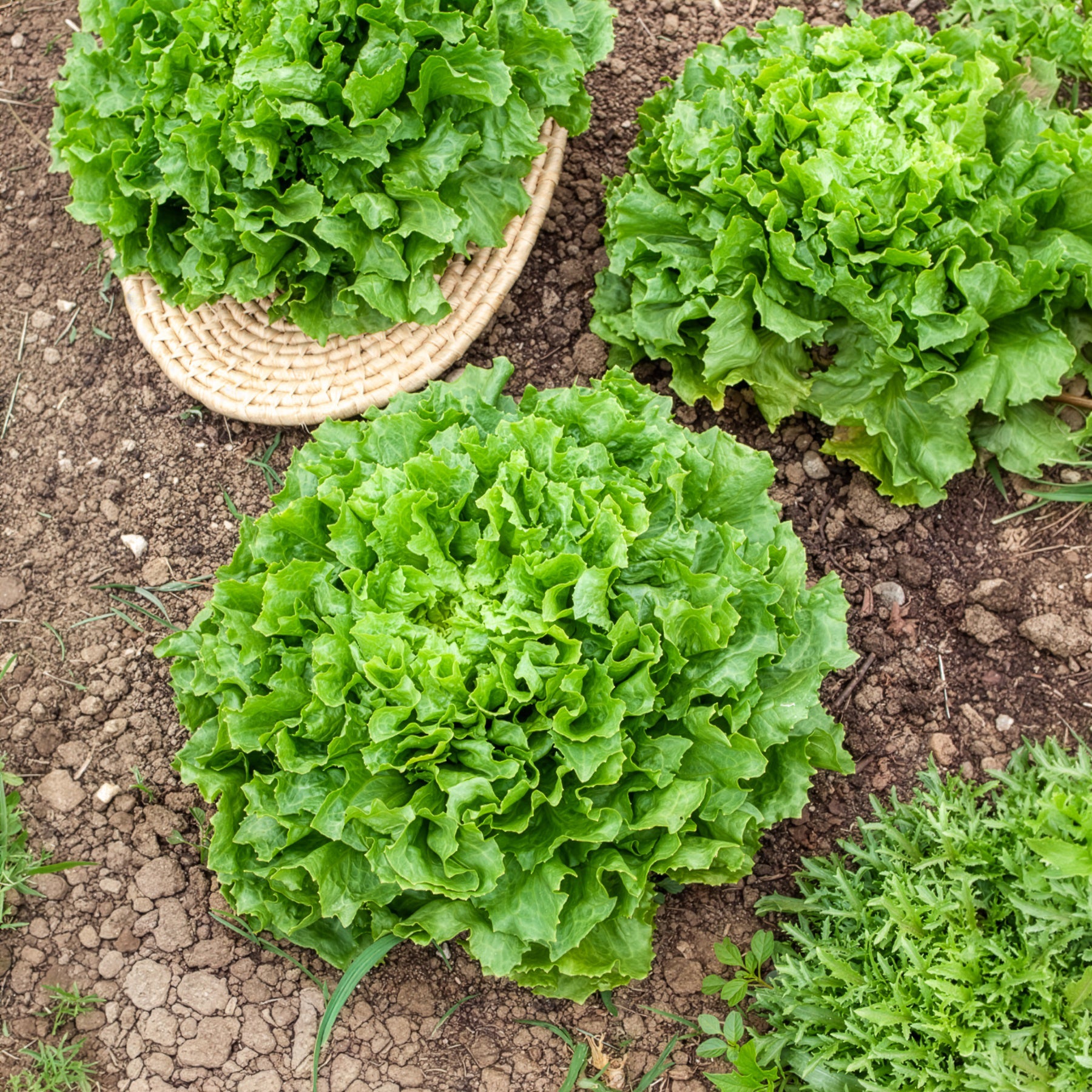 Endiviensalat Grosse gelockte Nuance Bio