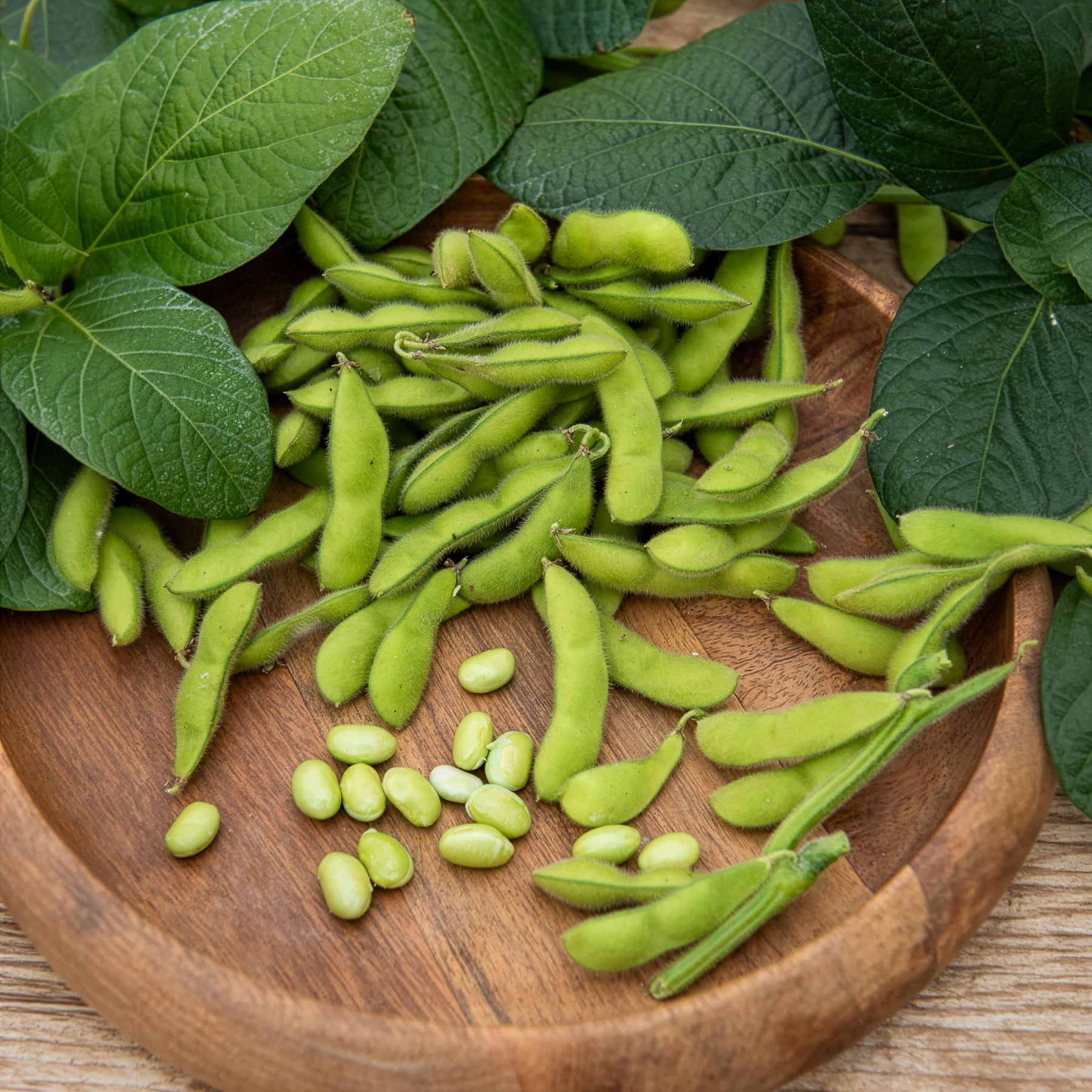 Saatgut Sojabohne Fiskeby V Edamame - Glycine max