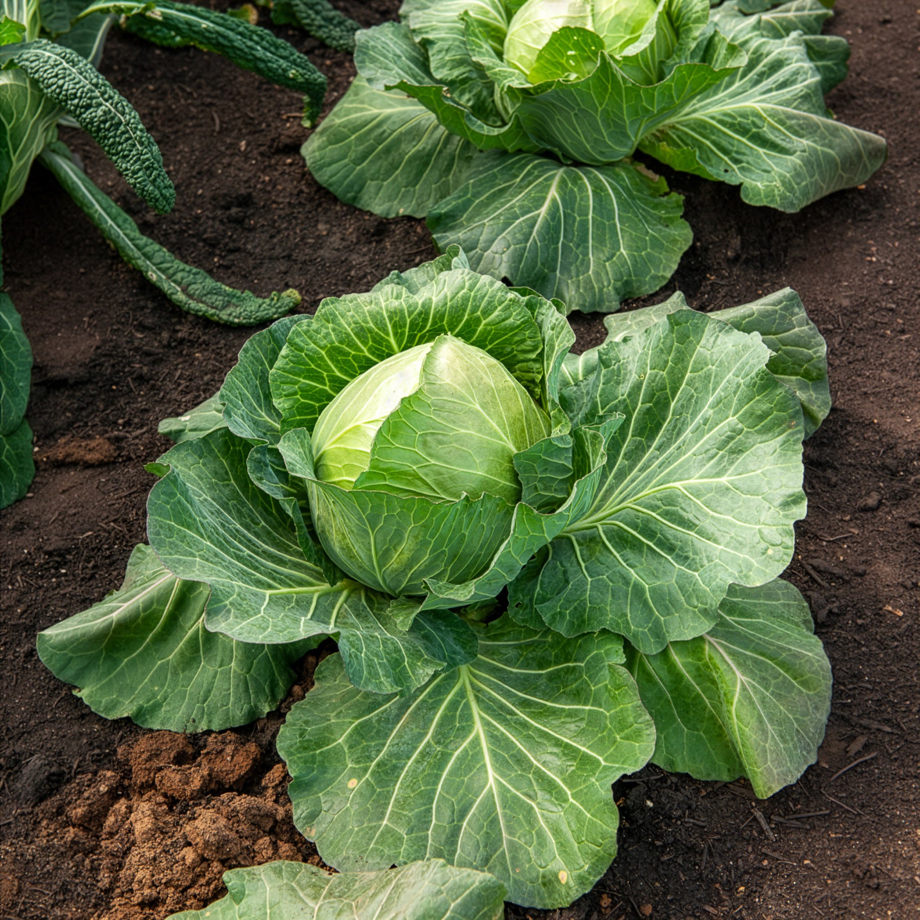 Saatgut Weißkohl 'De Brunswick' - Brassica oleracea capitata de brunswick