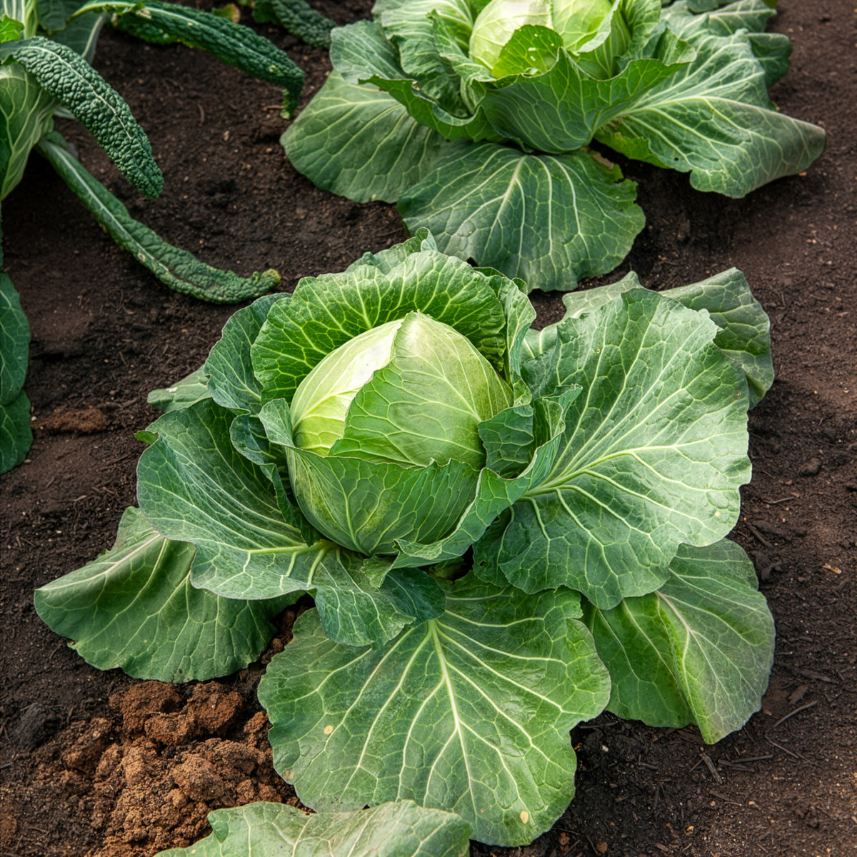 Weißkohl ‘De Brunswick’ - Brassica oleracea capitata de brunswick - Bakker