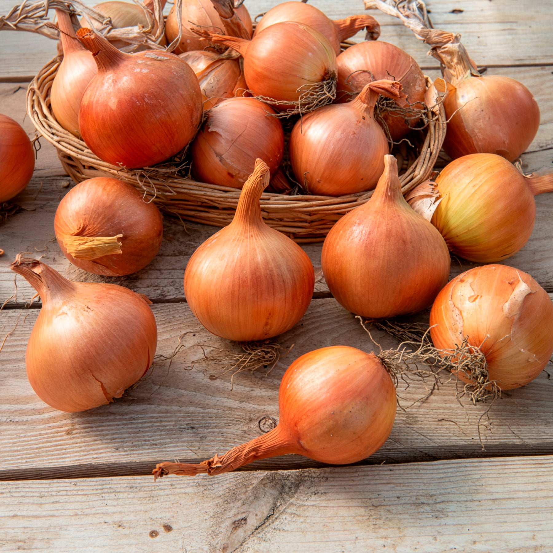 steckzwiebeln saatgut Saatgut Gelbe Zwiebel Sturon Bio - Allium cepa sturon