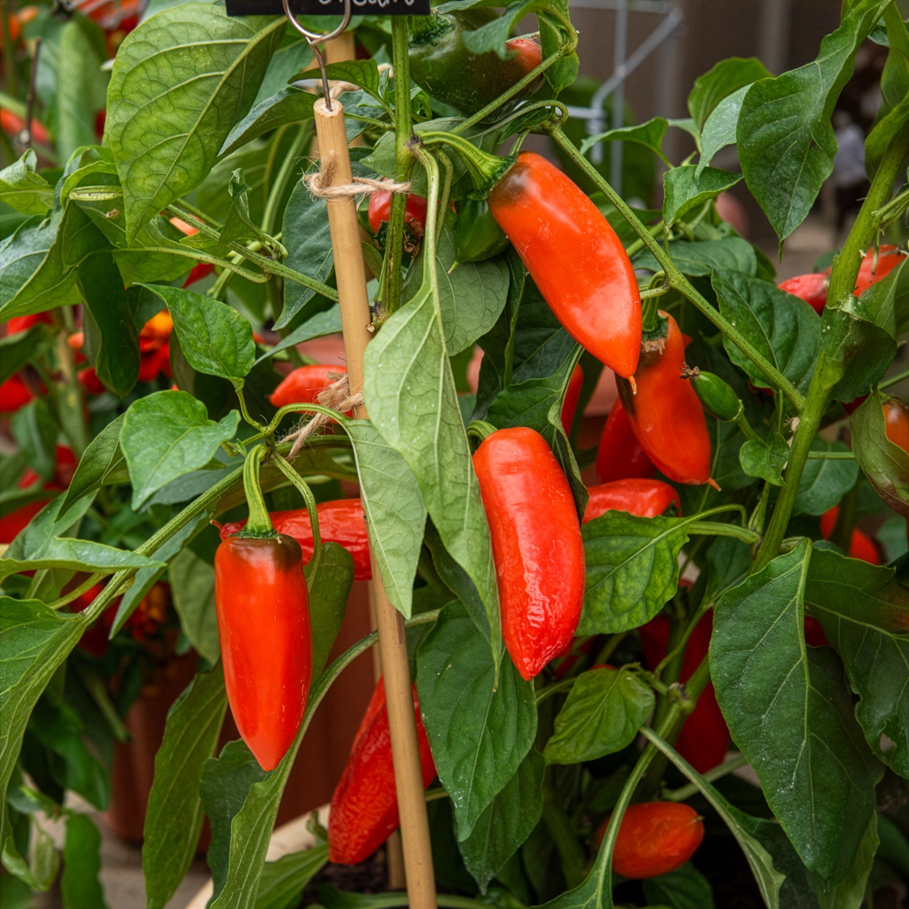 Saatgut Topf-Paprika 'Tangerine Dream' F1 - Capsicum annuum tangerine dream  f1