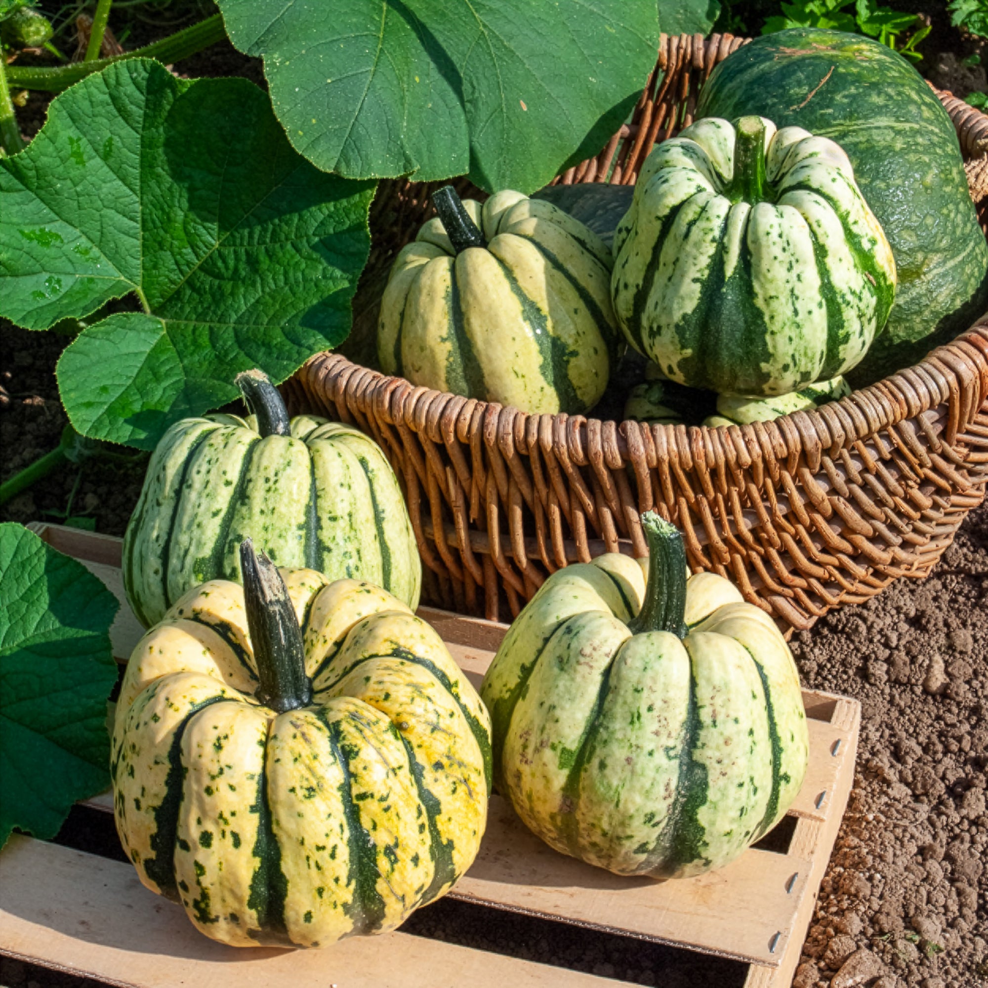 Saatgut Kürbis Sweet Dumpling Bio - Cucurbita maxima sweet dumpling
