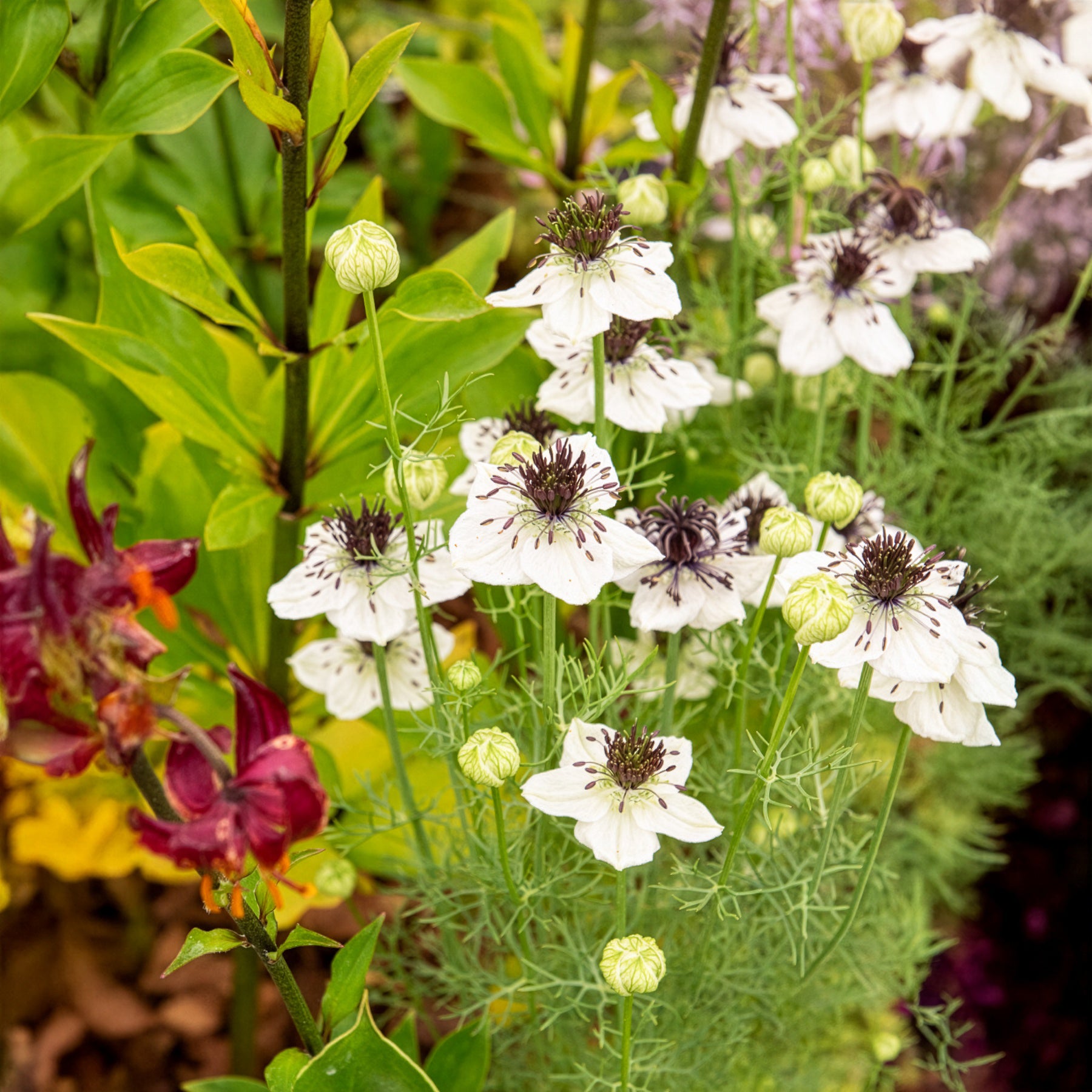 Saatgut Schwarzkümmel 'African Bride' - Nigella papillosa
