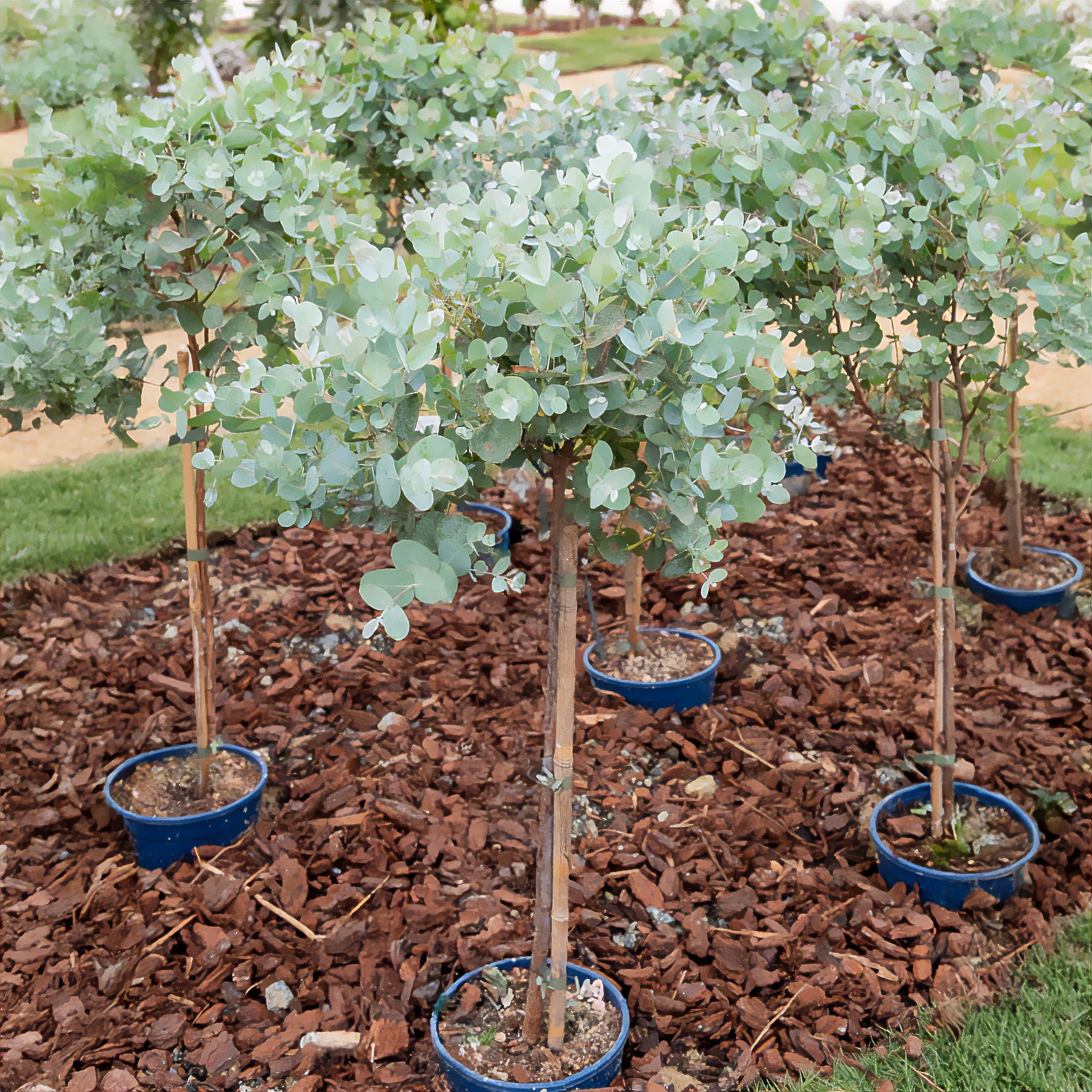 Eukalyptus Stämmchen - Eucalyptus baby blue