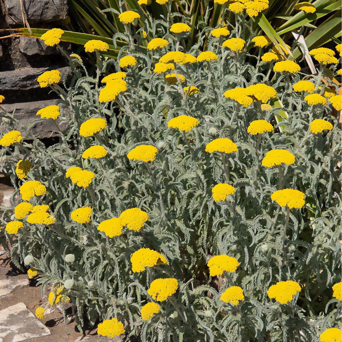 Goldquirl-Garbe Little Moonshine - Achillea moonshine - Bakker