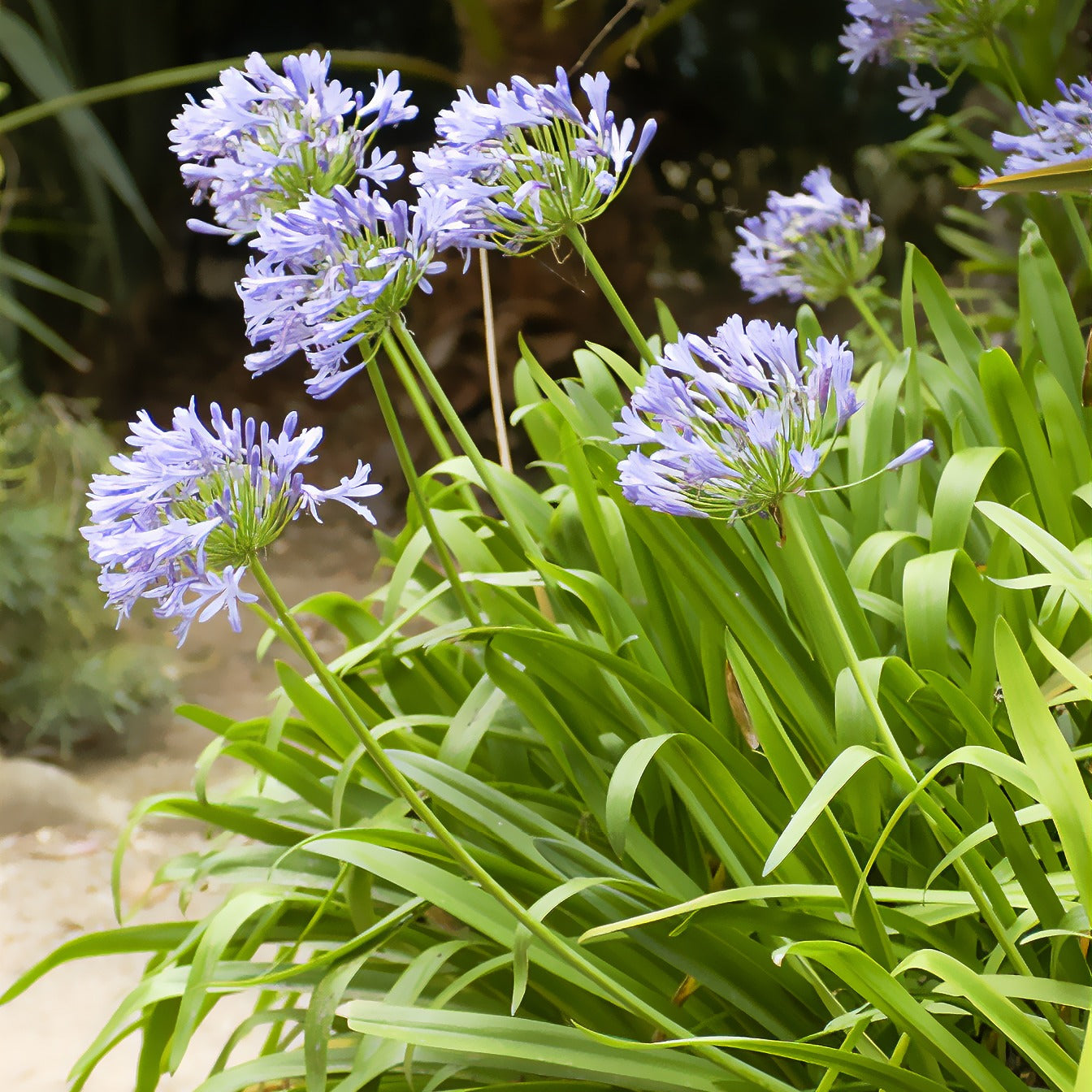 Schmucklilie - Agapanthus africanus