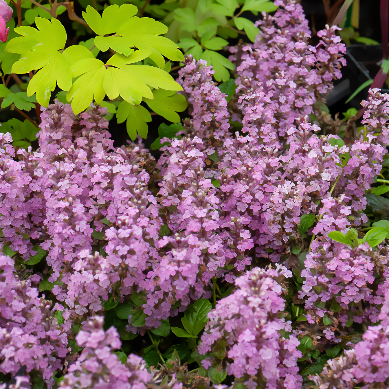 Kriechender Günsel Rosea - Ajuga reptans rosea