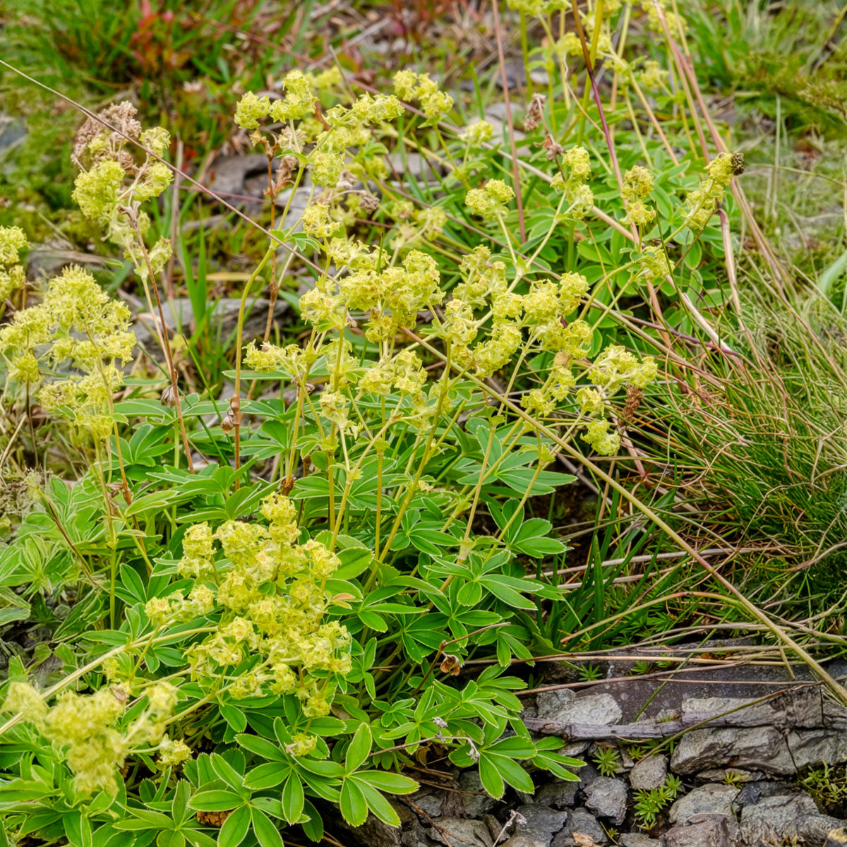 Alchemilla alpina - Alpen-Silbermantel - Alchemilla - Frauenmantel