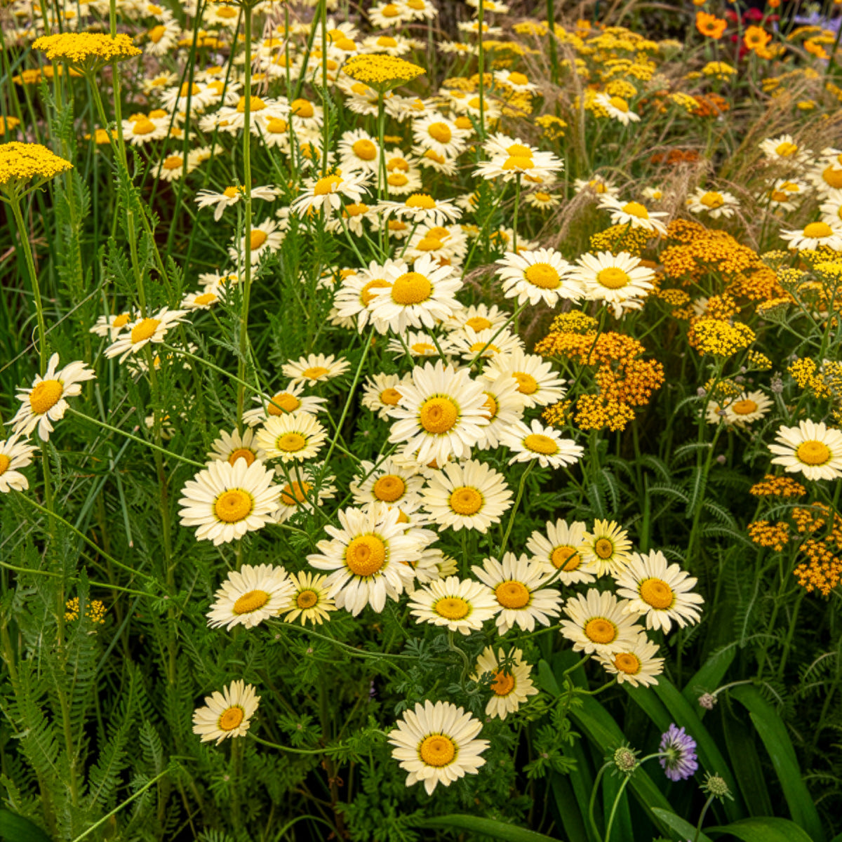 Färber-Hundskamille E. C. Buxton - Anthemis x hybrida E.C. Buxton - Bakker