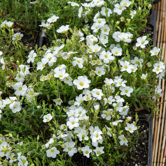 Berg-Sandkraut Mont Blanc - Bakker