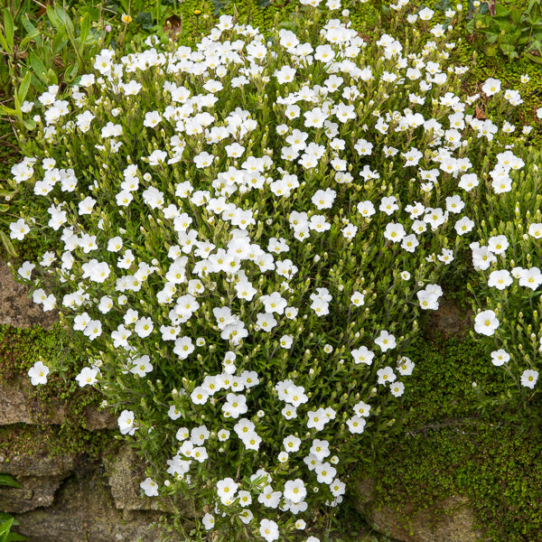 Berg-Sandkraut Mont Blanc - Arenaria montana mont blanc - Bakker