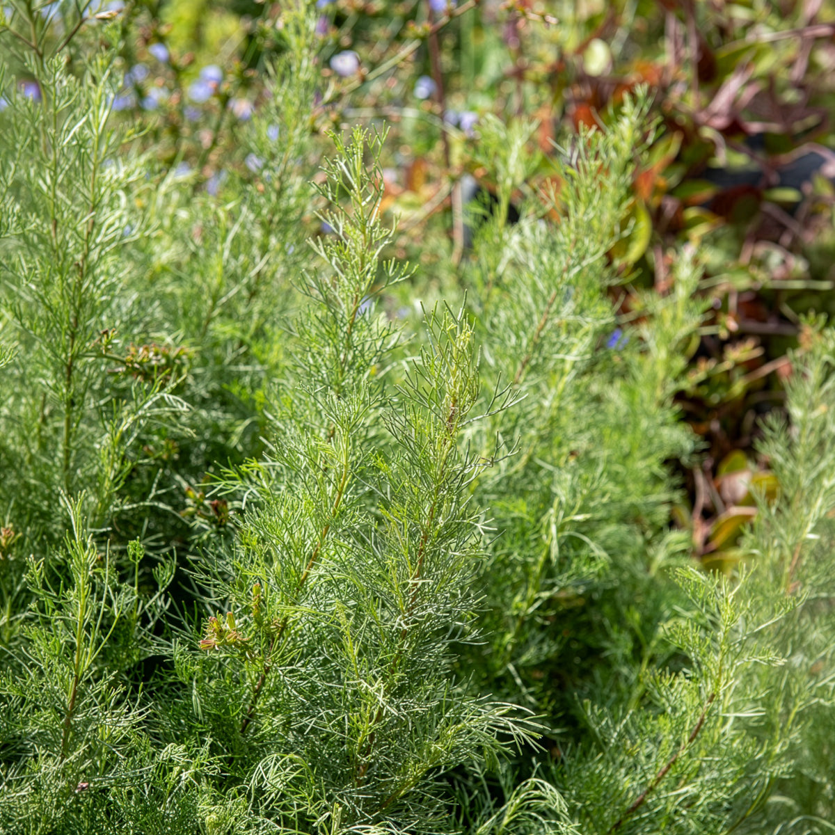 Eberraute - Artemisia abrotanum - Bakker