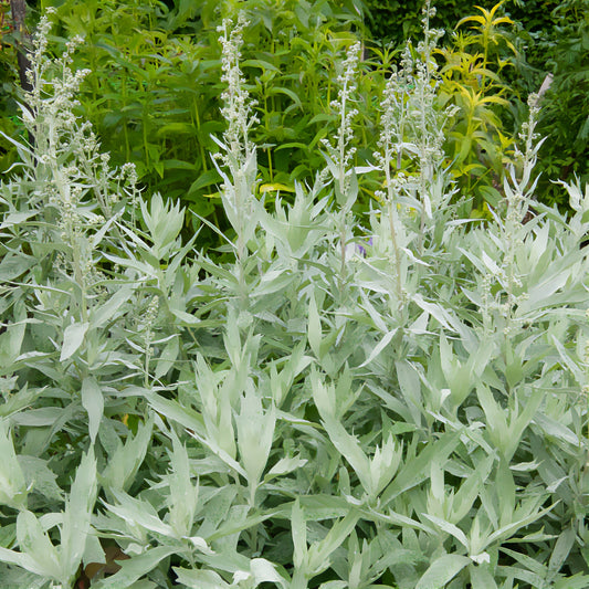 Silbriger Beifuß Valerie Finnis - Bakker