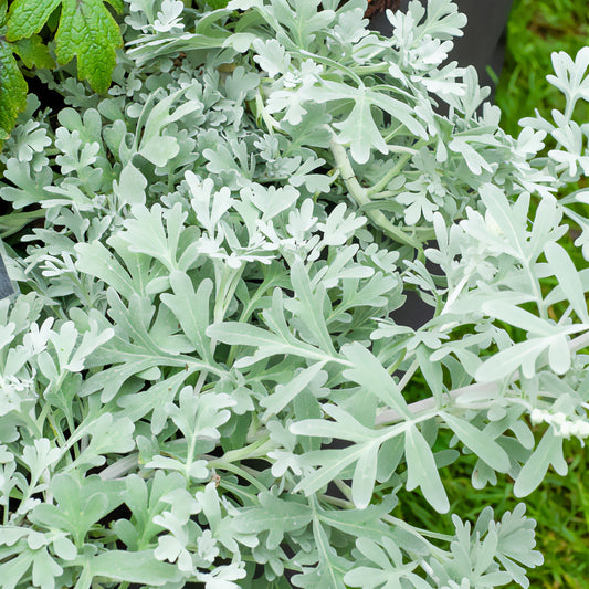 Garten Silberraute 'Boughton Silver - Bakker