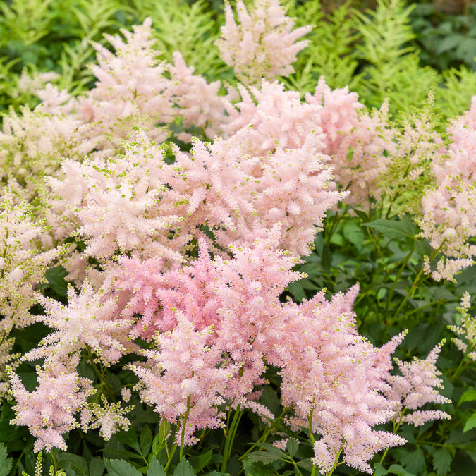 Japanische Astilbe Europa - Astilbe japonica europa