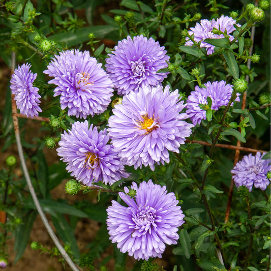 Glattblatt-Aster 'Marie Ballard' - Bakker