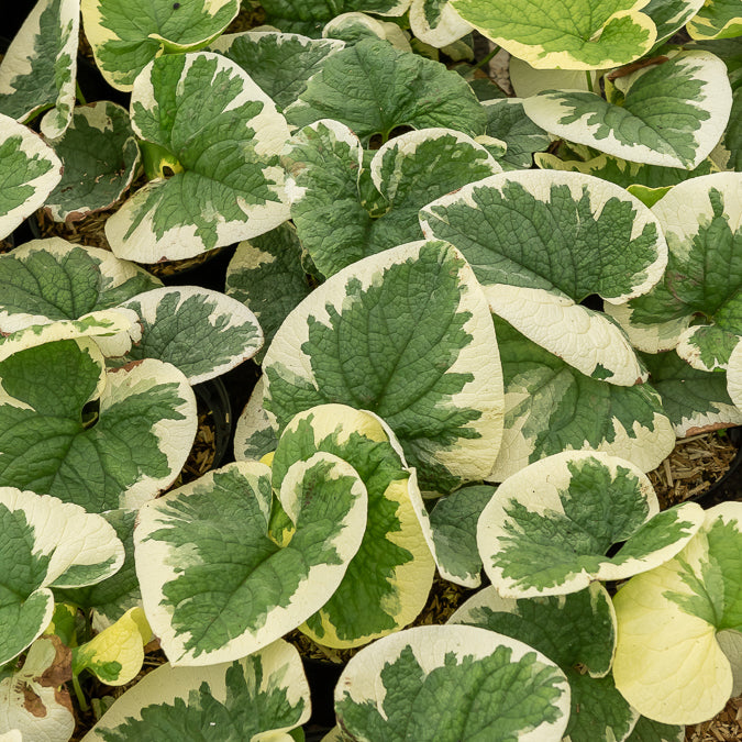 kaktus vergissmeinnicht Panaschiertes Kaukasus-Vergissmeinnicht - Brunnera macrophylla variegata