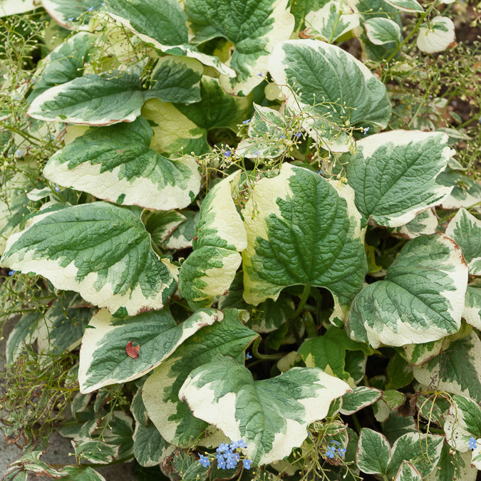 Panaschiertes Kaukasus-Vergissmeinnicht - Brunnera macrophylla variegata