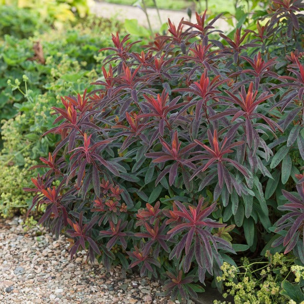 Purpur-Wolfsmilch - Euphorbia amygdaloides purpurea