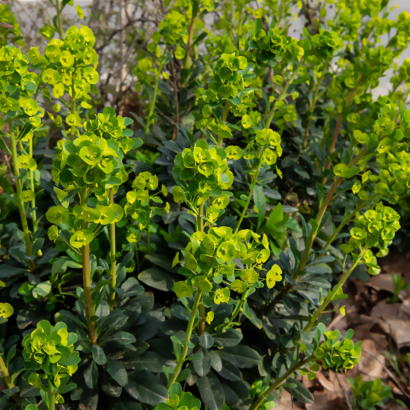 euphorbe plante Mandel-Wolfsmilch - Euphorbia amygdaloides Robbiae