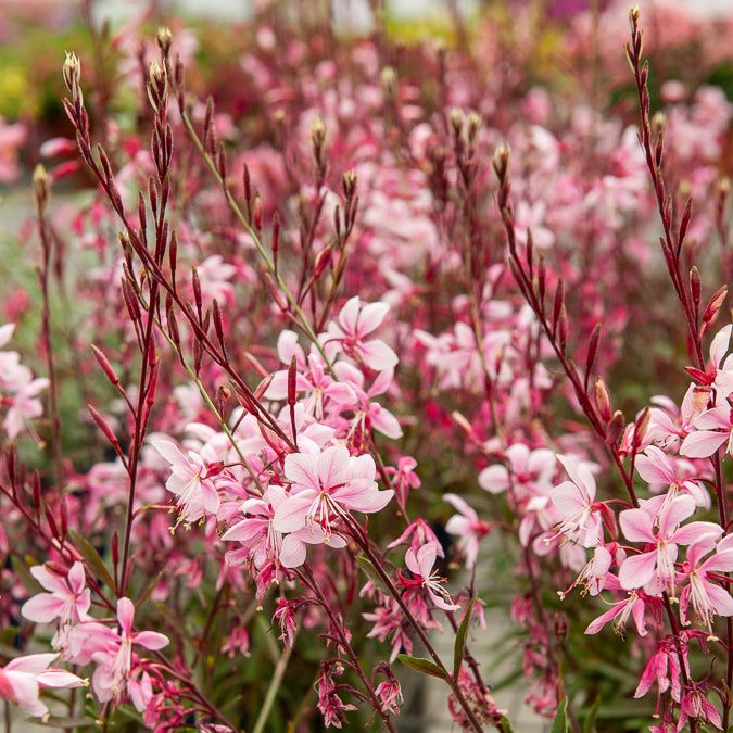 Gaura Cherry Brandy - Gaura lindheimeri Cherry Brandy