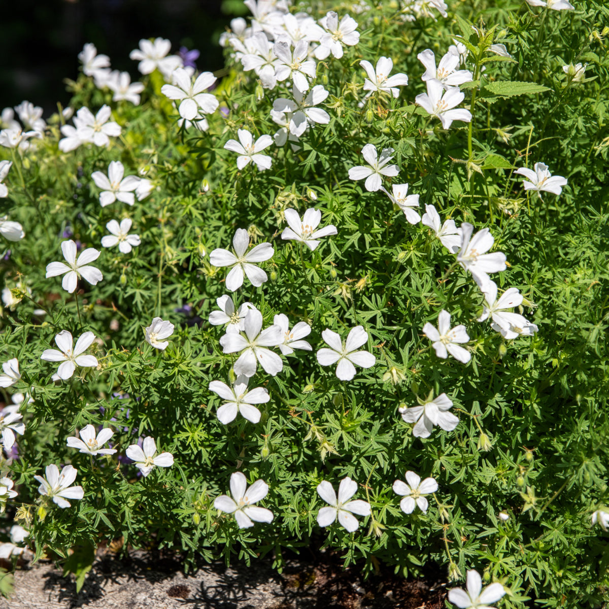 Geranien - Blutroter Storchschnabel 'Album' - Geranium sanguineum Album