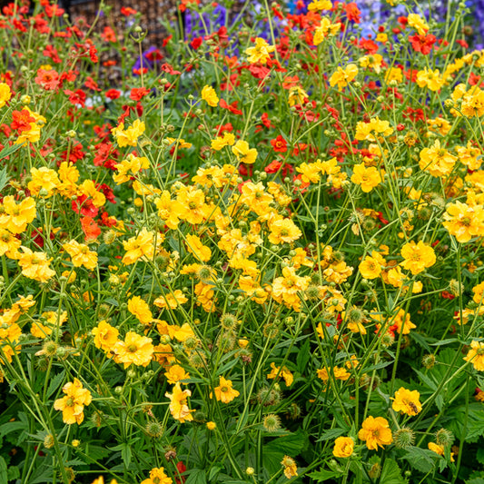 Chilenische Nelkenwurz Lady Stratheden - Bakker