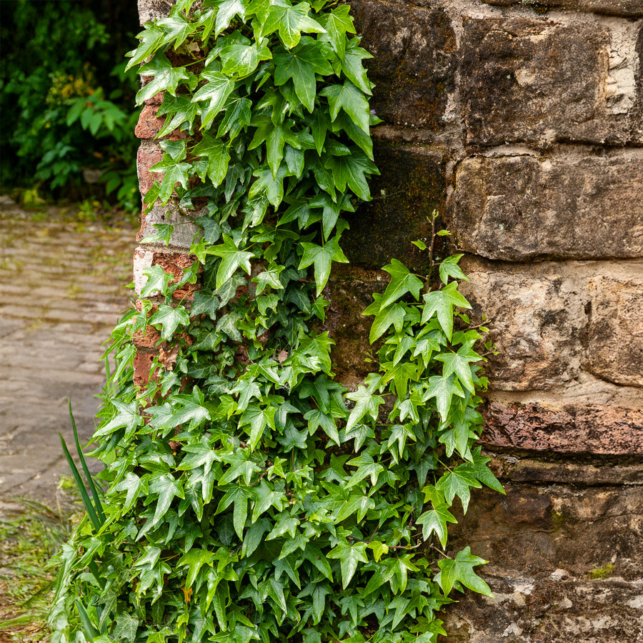 efeu auf latein Pfeilblättriges Efeu 'Sagittifolia' - Hedera helix Sagittifolia