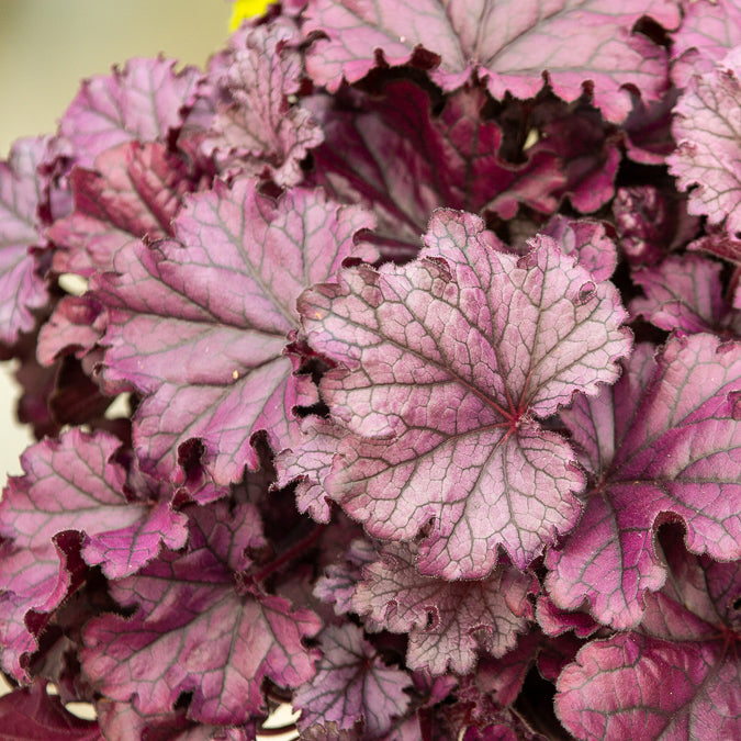 Heuchera Forever Purple - Heuchera forever purple