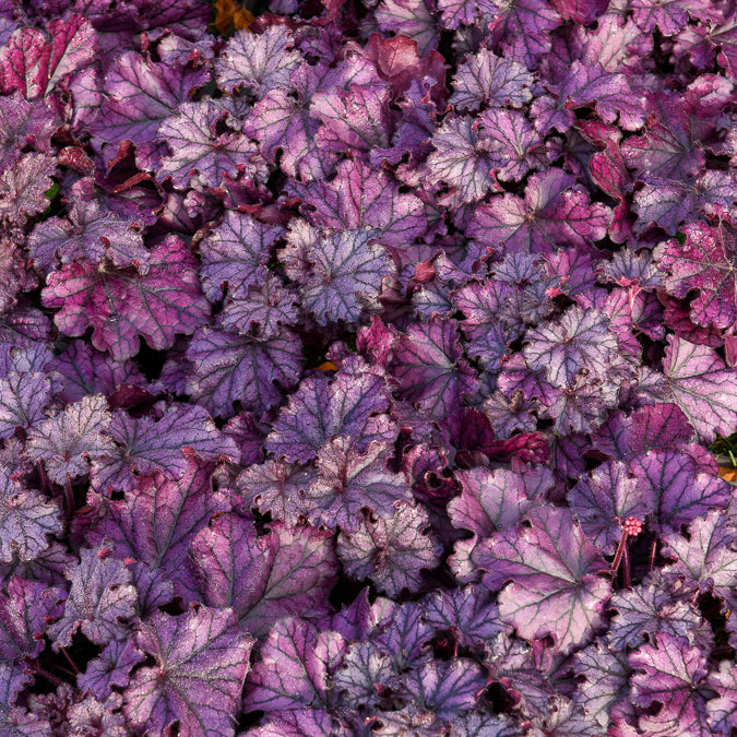 Heuchera Forever Purple - Heuchera forever purple