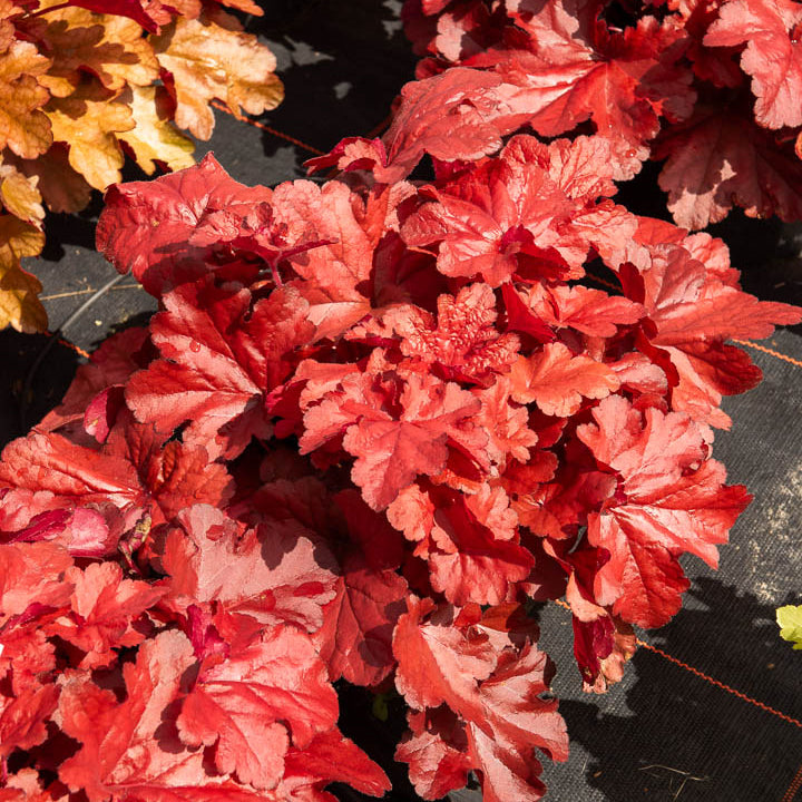 Heuchera Forever Red - Heuchera forever red ( forever series ) - Bakker