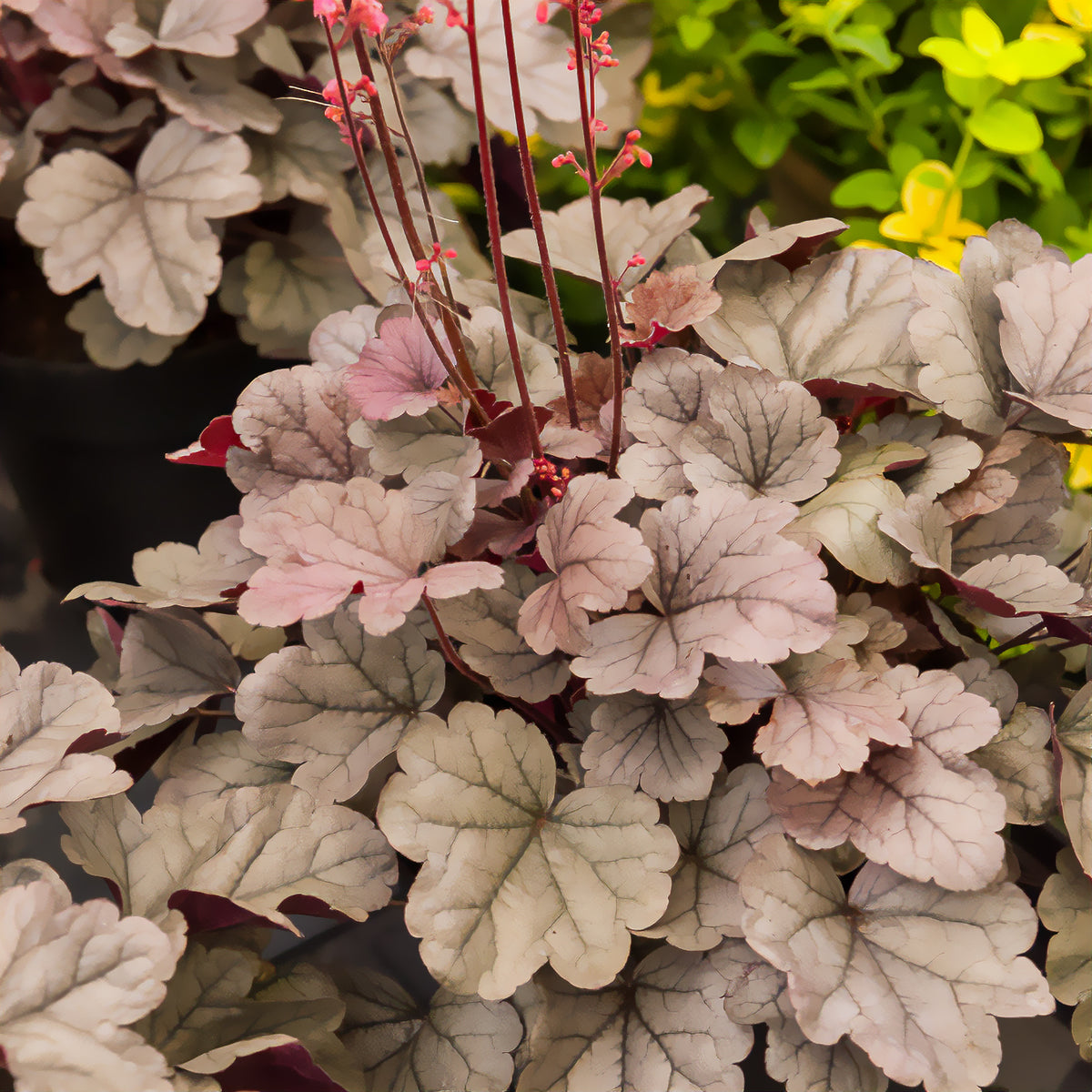 Heuchera silver gumdrop ( dolce series ) - Purpurglöckchen 'Silver Gumdrop' - Heuchera - Purpurglöckchen