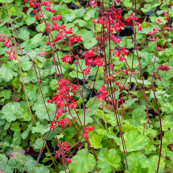 Purpurglöckchen 'Leuchtkäfer' - Heuchera sanguinea Leuchtkäfer
